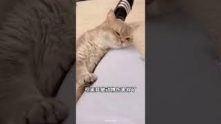 猫咪临终心声：4句告别留言Your cat's dying words: 4 farewell messages! #新手养猫 #养猫经验分享 #貓咪#猫咪的迷惑行为 #猫咪行为学 #cat