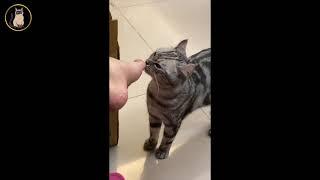 小貓聞腳臭;暈了【小果苗】 Kitten smells bad feet; dizzy