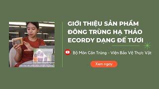 Giới thiệu sản phẩm đông trùng hạ thảo Ecordy Viện Bảo vệ thực vật sinh khối tươi