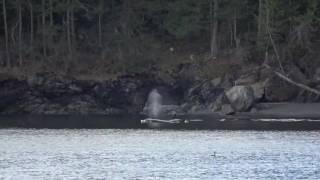 Group of Killer Whales Spotted Off San Juan Island, Washington