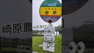 奄美大島　崎原〜いいよ〜2025年6月#ごまぷる