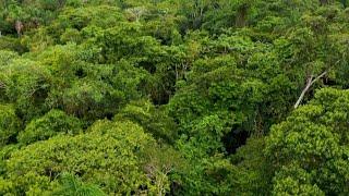 Estudo diz que quase 40% das espécies de árvores estão em risco de extinção | AFP