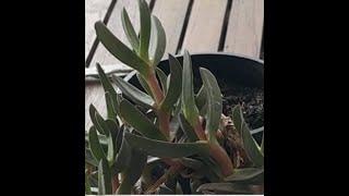 Propagating Carpobrotus from cuttings