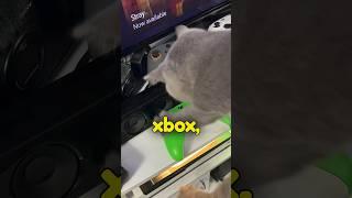 Cats ruined my xbox #gaming