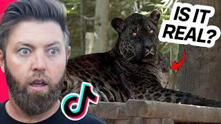 Wildlife Expert Reacts To Viral Animal TikToks