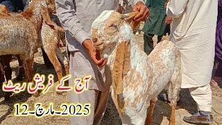 Aj k fresh rate 12 March 2025|Luddan bakra mandi new update makhi cheene qurbani wale bakre