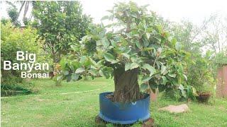 Banyan Tree Bonsai | Ficus Benghalensis Bonsai | Bonsai ideas