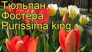 Тюльпан фостера Пуриссима Кинг. Краткий обзор, описание характеристик tulipa Purissima king