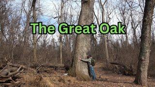 The Great Oak