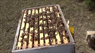 inspecting a beehive