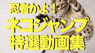 おもしろ動画 ネコのジャンプ ビックリ特選動画集