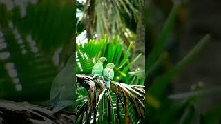 Natural Beauty  #pets #viral  #reels #comedy #malayalam