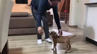 AMERİKAN STAFFORDSHİRE TERİYERİ EVDE 3.GÜN