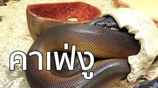 พาเที่ยว คาเฟ่งู [Snake Cafe] - Hobbyslam