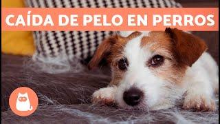 Cómo EVITAR que mi PERRO SUELTE tanto PELO  (5 Consejos)