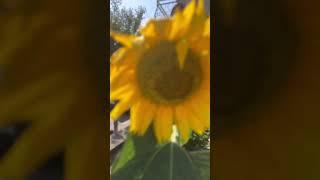 Послание ангелов #цитатасосмыслом #посланиедня #послание #знакиангелов