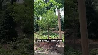 Dawn Redwood