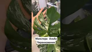 Часть 1. Черенкование и размножение  монстеры Альбы #комнатныецветы #монстера #монстераальба #shorts