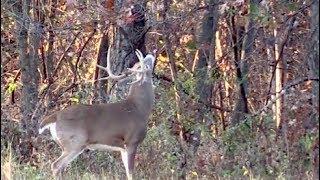 How to Hunt Mature Bucks in Their Home Range