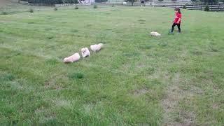 Maltipoo Puppies For Sale