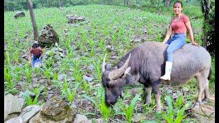 Caring for corn, draining the field. Peaceful life - peace of mind / Living with nature. Episode 76