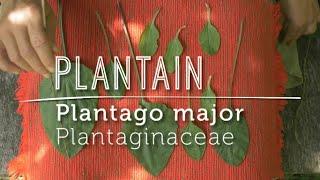 BUG BITE Be Gone: Meet PLANTAIN (Video Lesson)