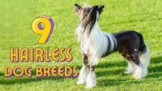 9 Hairless Dog Breeds That Are Just Awesome