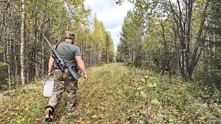 ГРИБНИК НАШЕЛ НЕ ТРОНУТЫЙ ЛЕС, ПОЛНЫЙ ГРИБОВ ГРУЗДЕЙ И ЯГОД. СБОР ДАРОВ ПРИРОДЫ ОСЕНЬЮ.