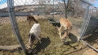 Sierra Nevada Zoological Park, video 19, 5k 30fps 2880p30