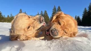 Golden Retriever Dad Meets His Pup | Emotional Reunion