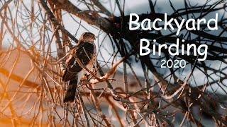 Backyard Birding in Isolation | 7 species + 2 mammals | Ontario Canada | Coronavirus activities