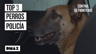 Brigada canina en acción: 3 marcajes en las aduanas  | Control de fronteras: Europa