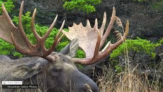 What Happens When Bull Moose Try to Steal Another Bulls Cows? | MooseMan Nature Photos Video