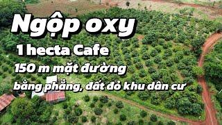 (379) Bán gấp mảnh vườn Cafe đất đỏ bằng như sân, đang cho thuê 50 triệu / 1 năm