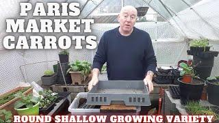 Grow Round Carrots Paris Market [Gardening Allotment UK] [Grow Vegetables At Home ]