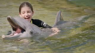 Welcome to Dolphin Lagoon - Discovery Cove & Travel + Leisure