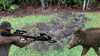 Wild Hogs Destroying Lawns! We Stopped Them!!!! Catch & Cook