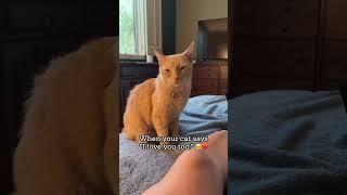 My cat showing me, he loves me. #fyp #cat #orangecat #ilovemycat