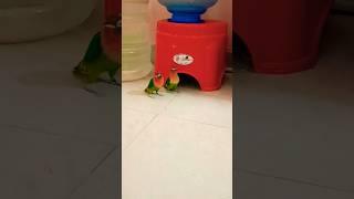 #parrot #birds #funny #cute #viralvideo #lovebirds