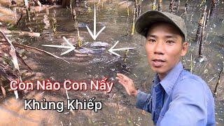 Vào Khu Đầm Hoang Tận Mắt Nhìn Thấy Những Đàn Cá Tranh Giành Lãnh Thổ Đua Nhau Sinh Sản