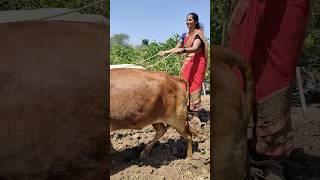 gav sutena popular Marathi   #marathigirl #marathivolg #marathiblog #agriculture #gavakadachevlog