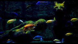 Wonderful looking Fish Tank - Relaxing Aquarium Noise | 10 Hour Sleep Sound | Full HD