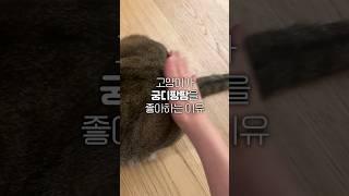 고양이가 궁디팡팡을 좋아하는 "진짜" 이유