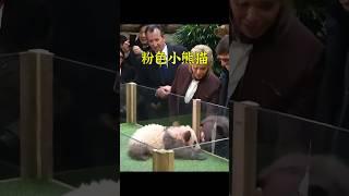 小熊貓出生即帶粉紅色卷毛，卻備受民眾喜愛。 #animals #cute #pets #shorts