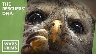  Hope For Baby Owl Rescued After Tornado - The Rescuers' DNA - Hope For My Dodo