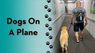 My dog flew on a plane! #dogs #shorts #travel