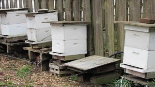 Beekeeping Basics: Equipment For Beginners