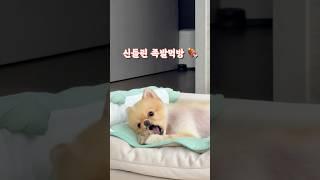 족발 먹방 찍는 강아지  #젤리영상 #강아지젤리 #강아지 #귀여운강아지 #포메 #포메라니안 #Pomeranian #pet #강아지브이로그 #강아지쇼츠 #강아지먹방