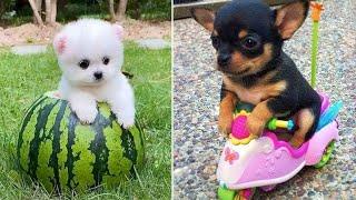 Baby Dogs  Cute and Funny Dog Videos Compilation #13 | 30 Minutes of Funny Puppy Videos 2021