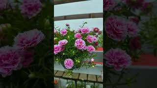 Good garden from hanging shelf #garden #horticulture #shortvideo #plants #flowers